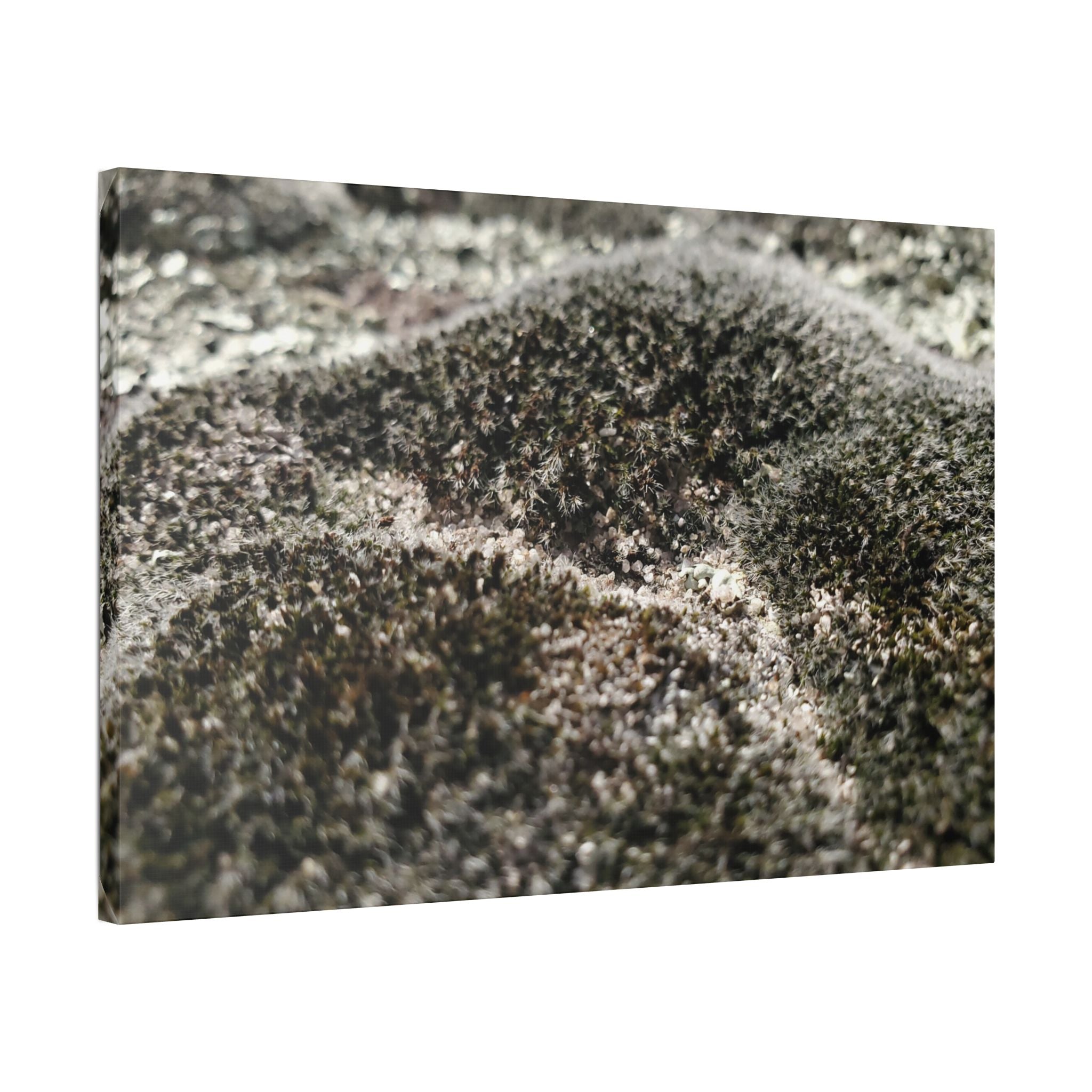 Classic Stretched Canvas - Moss