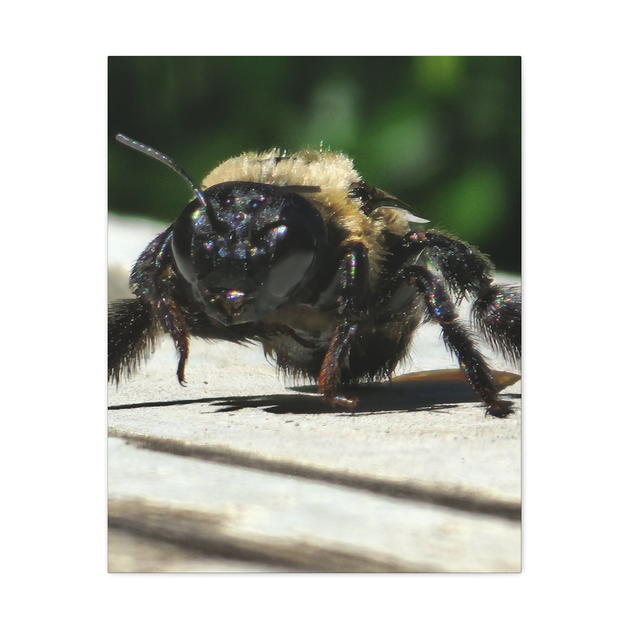 Canvas Gallery Wraps - Bee