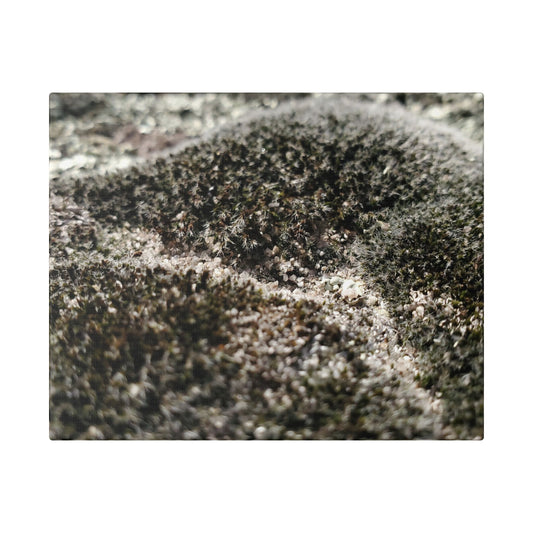 Classic Stretched Canvas - Moss