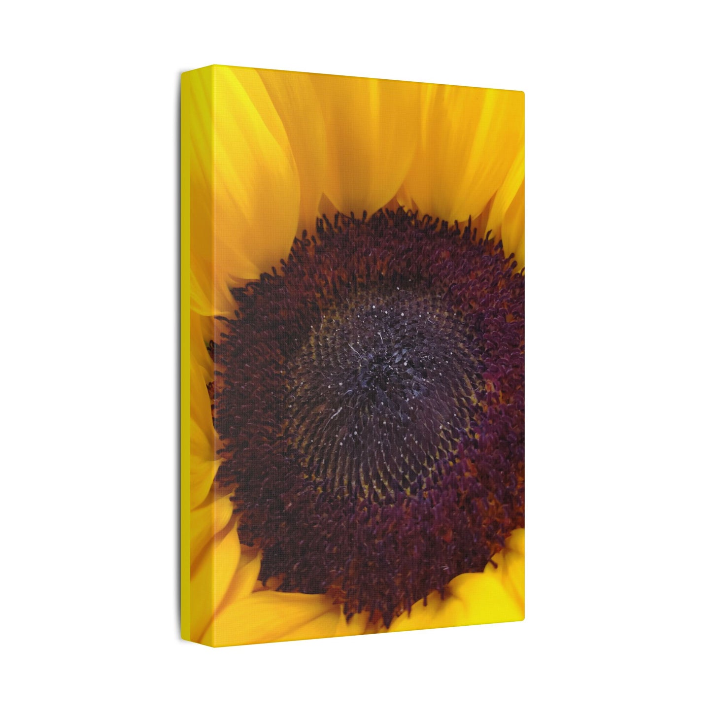 Classic Stretched Canvas - Sunflower