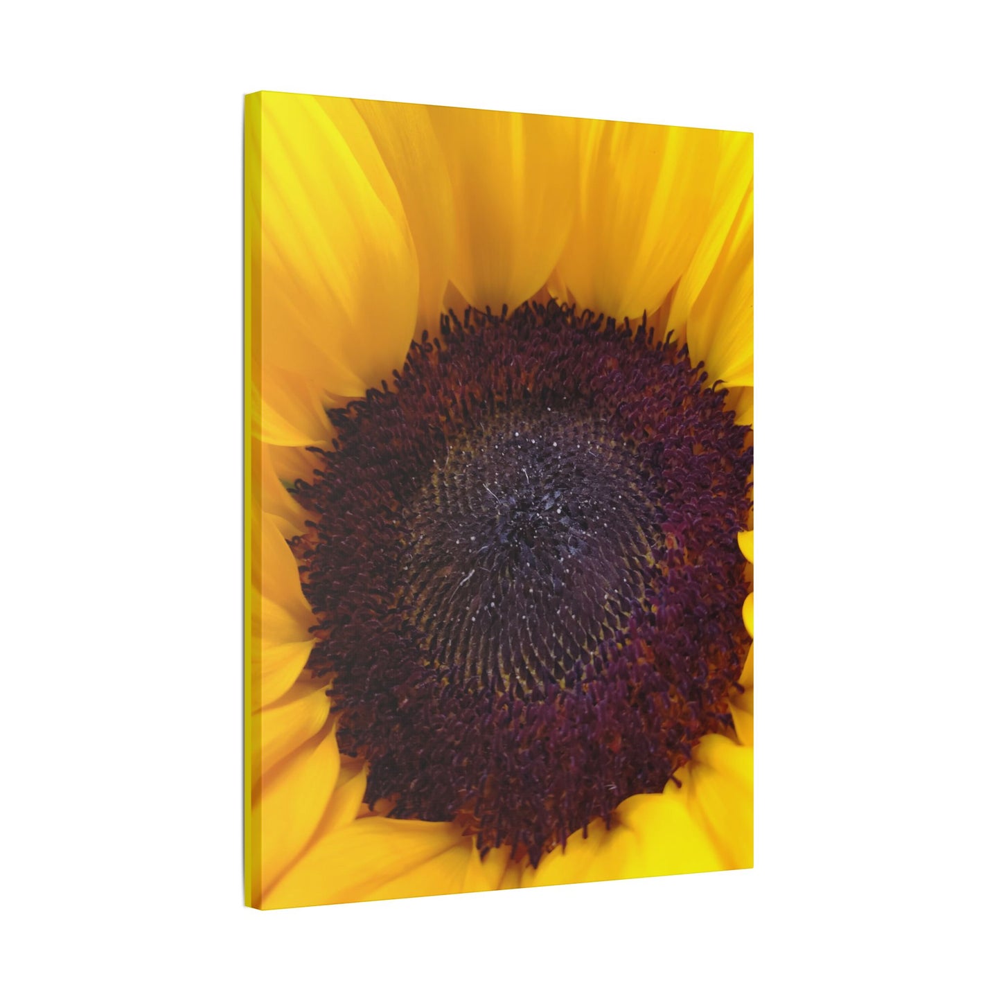 Classic Stretched Canvas - Sunflower