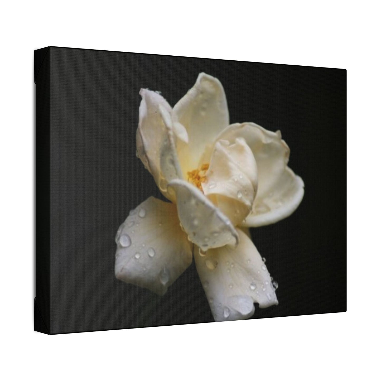 Classic Stretched Canvas - Gardenia