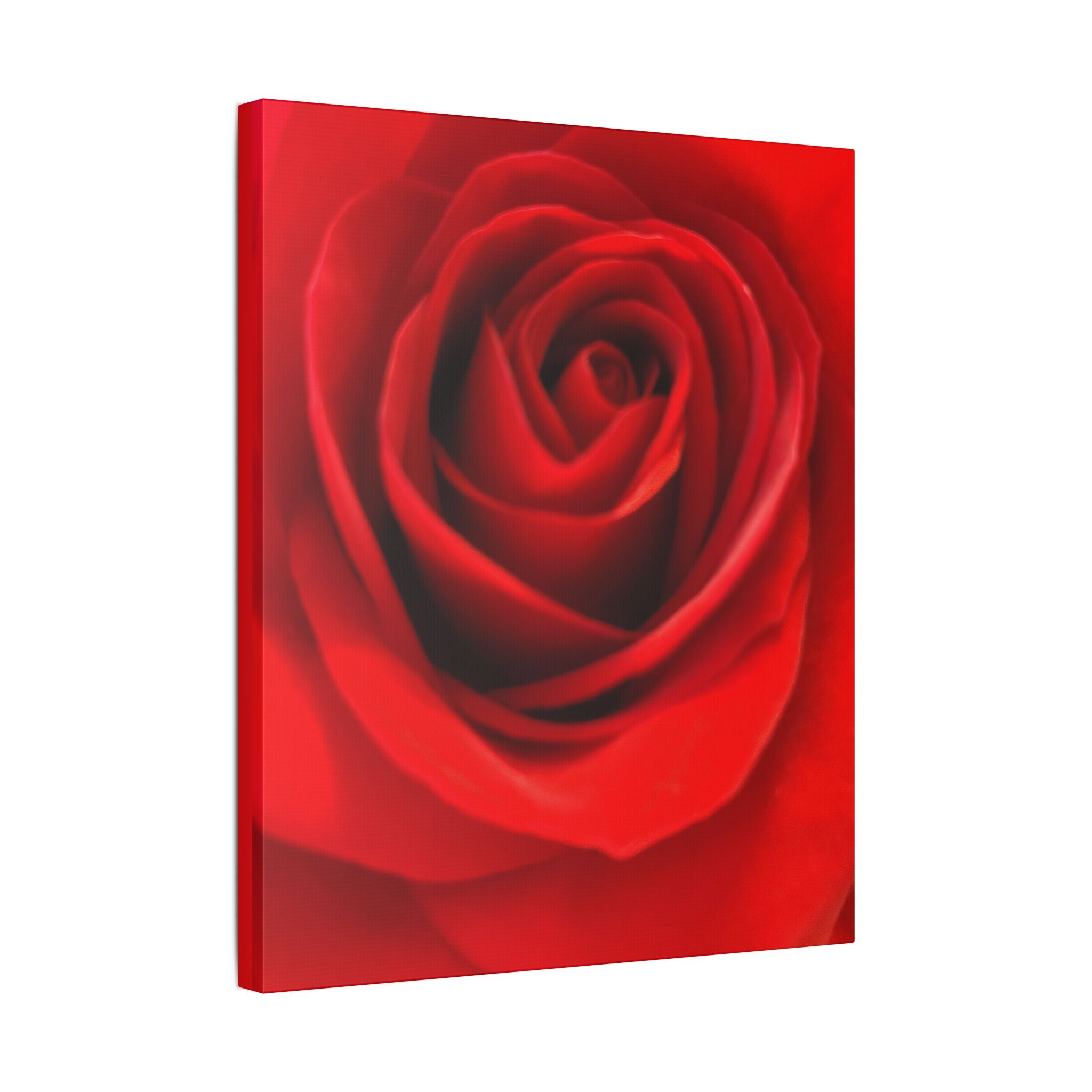 Classic Stretched Canvas - Rose
