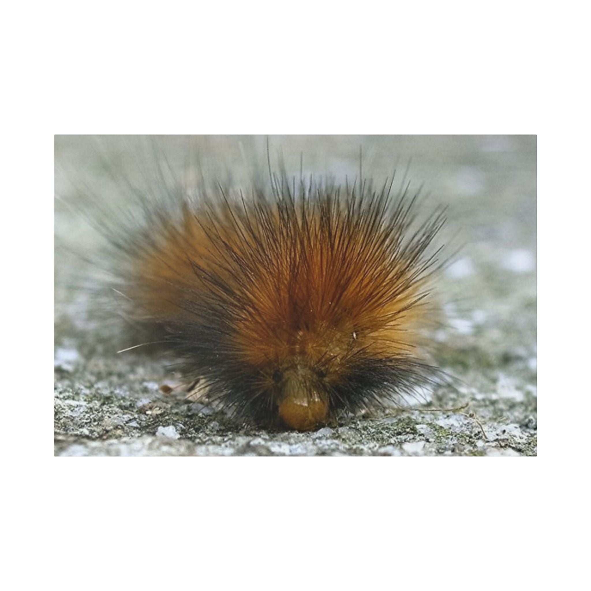 Classic Stretched Canvas - Platypillar