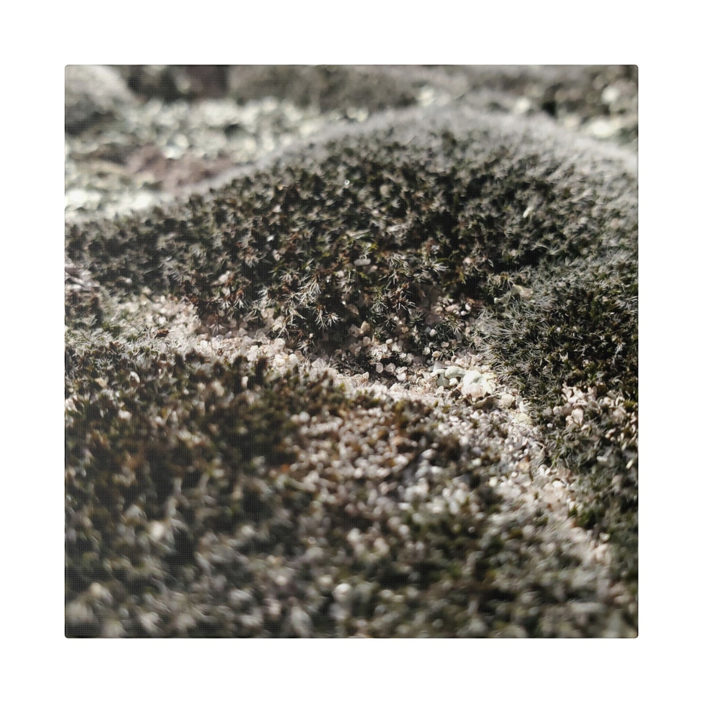 Classic Stretched Canvas - Moss