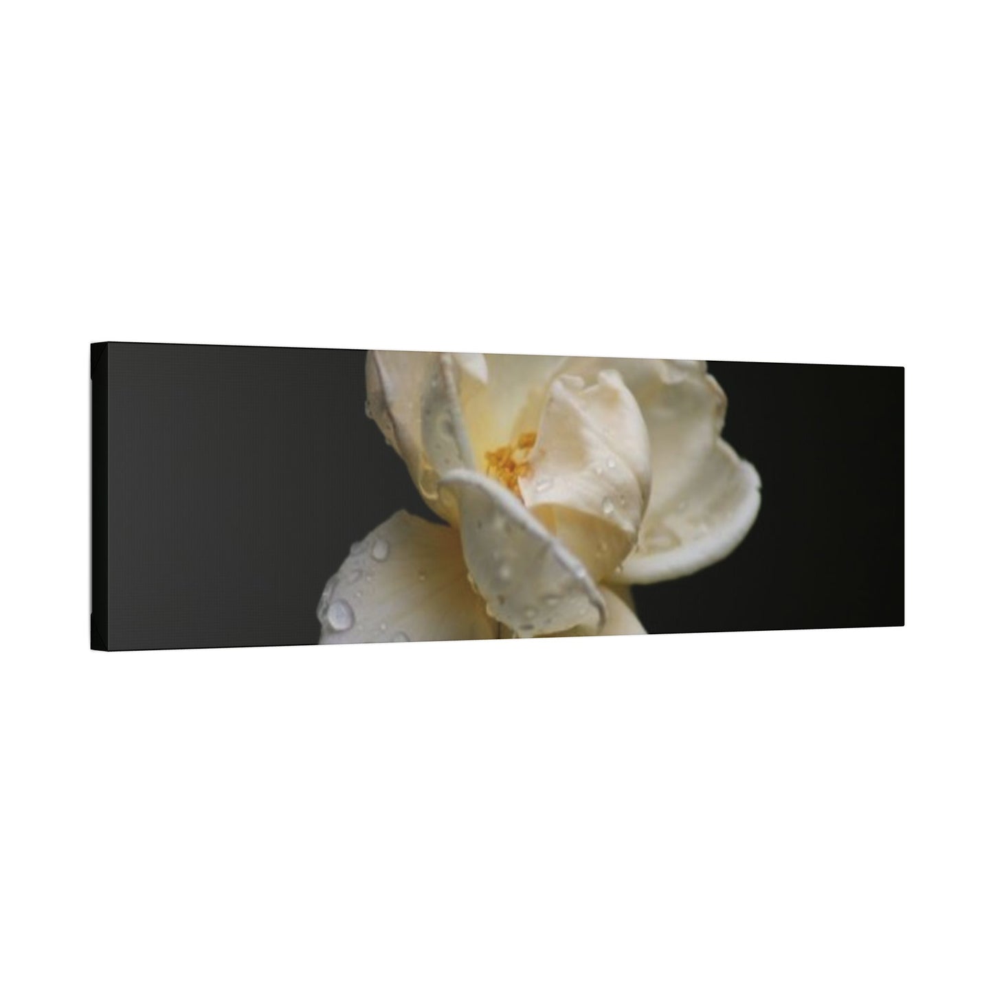 Classic Stretched Canvas - Gardenia