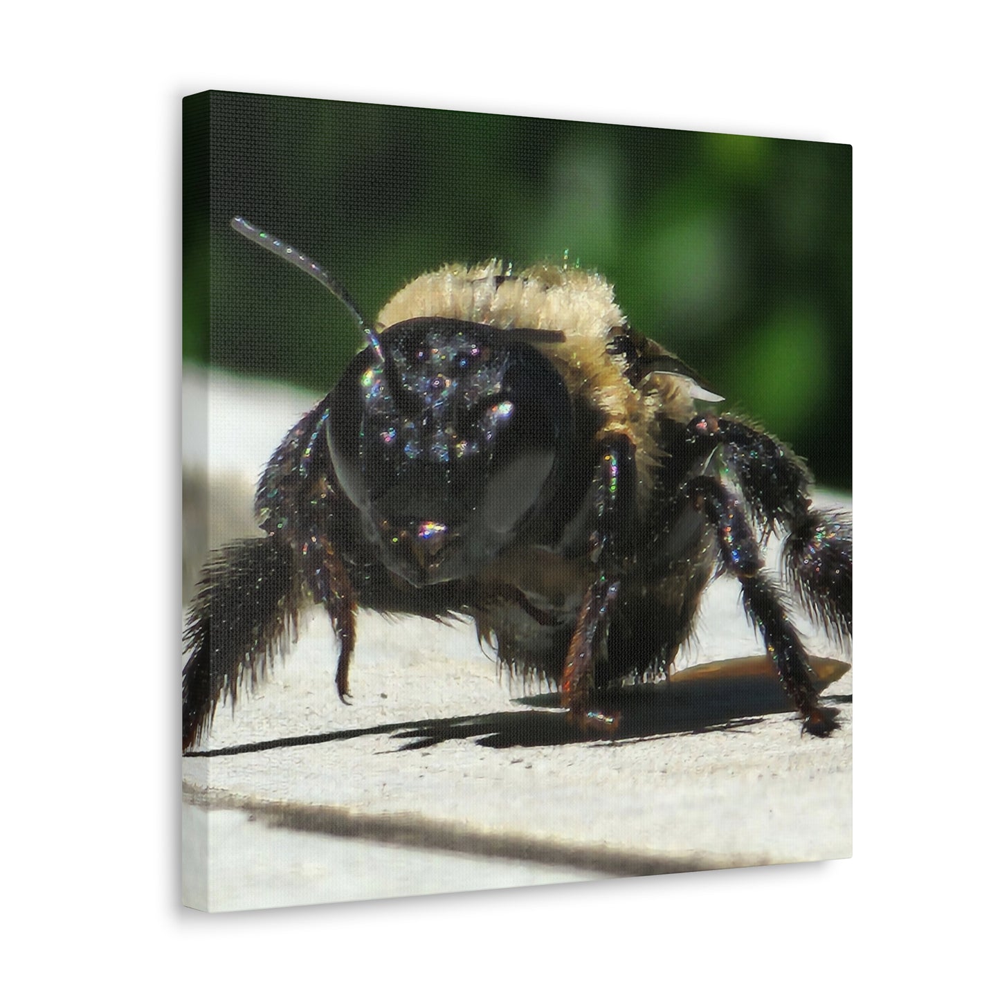 Canvas Gallery Wraps - Bee