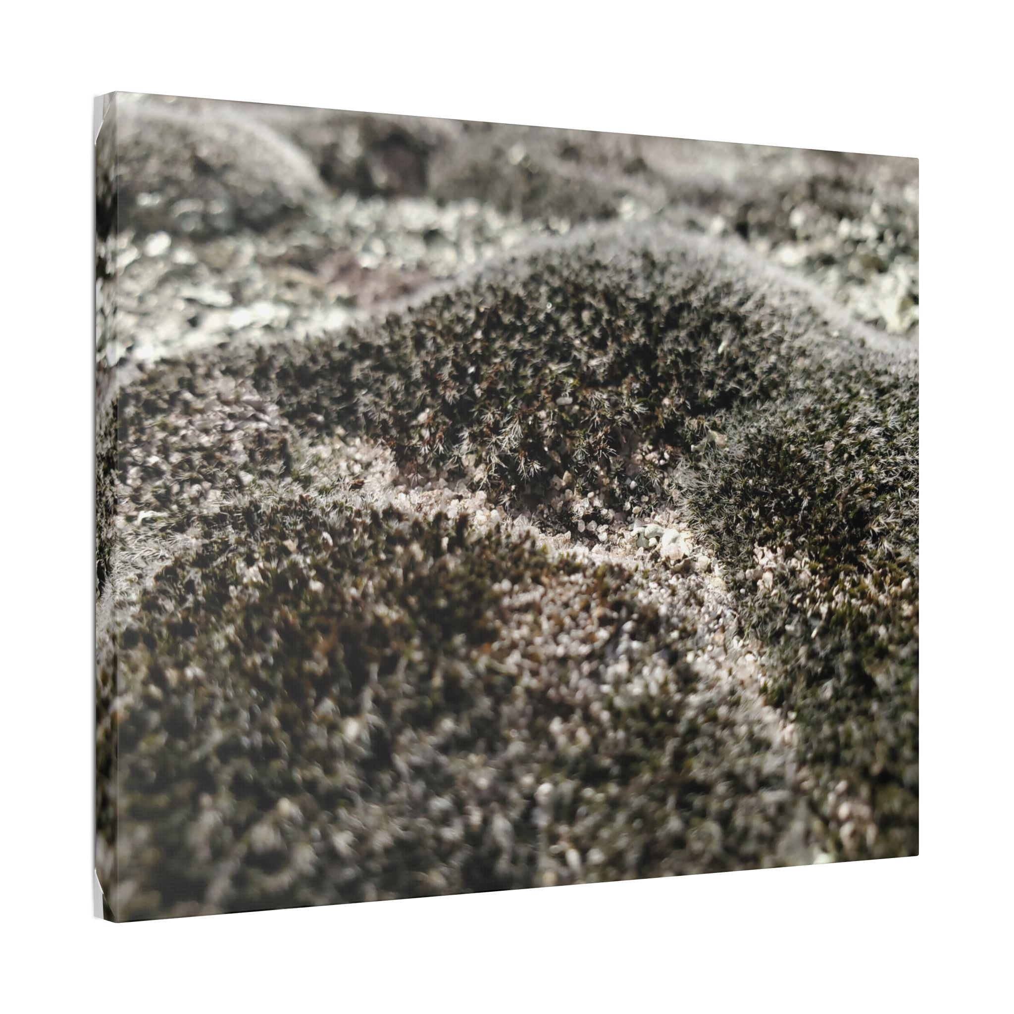 Classic Stretched Canvas - Moss