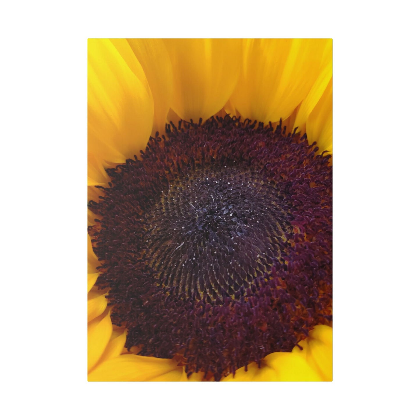 Classic Stretched Canvas - Sunflower