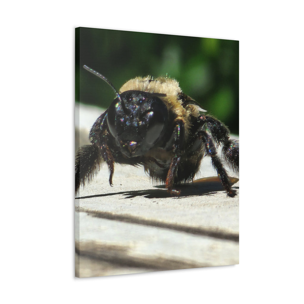 Canvas Gallery Wraps - Bee
