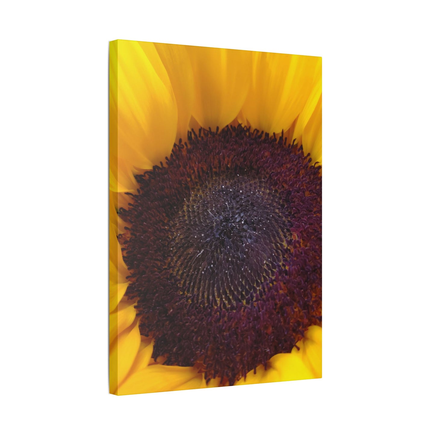 Classic Stretched Canvas - Sunflower