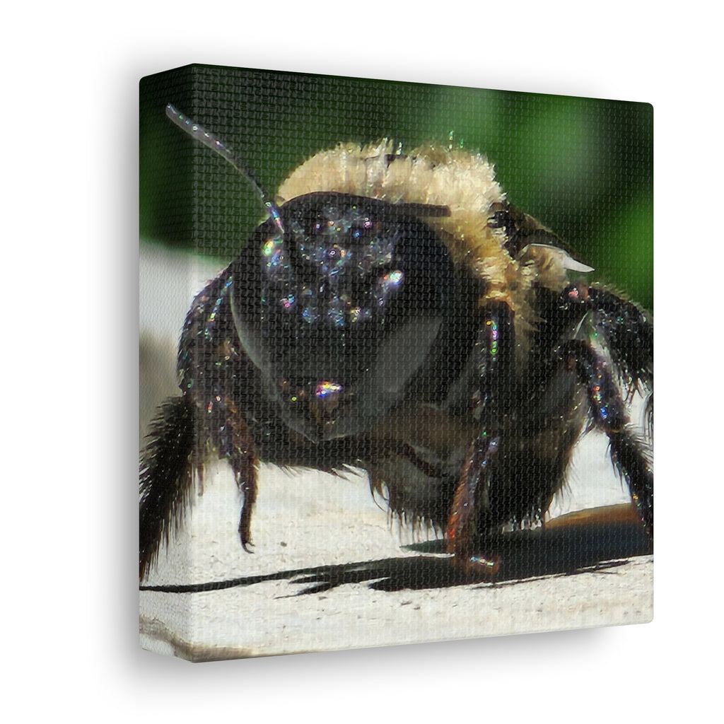Canvas Gallery Wraps - Bee