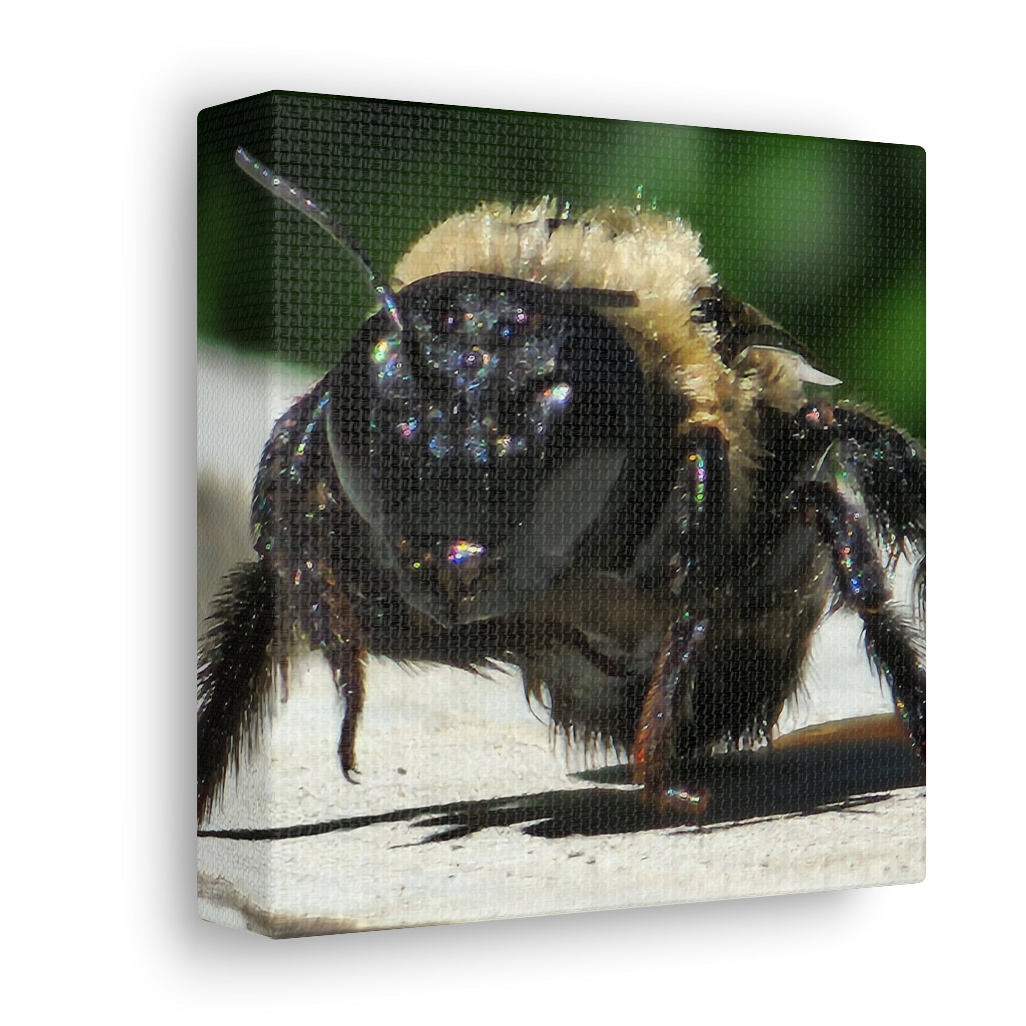 Canvas Gallery Wraps - Bee