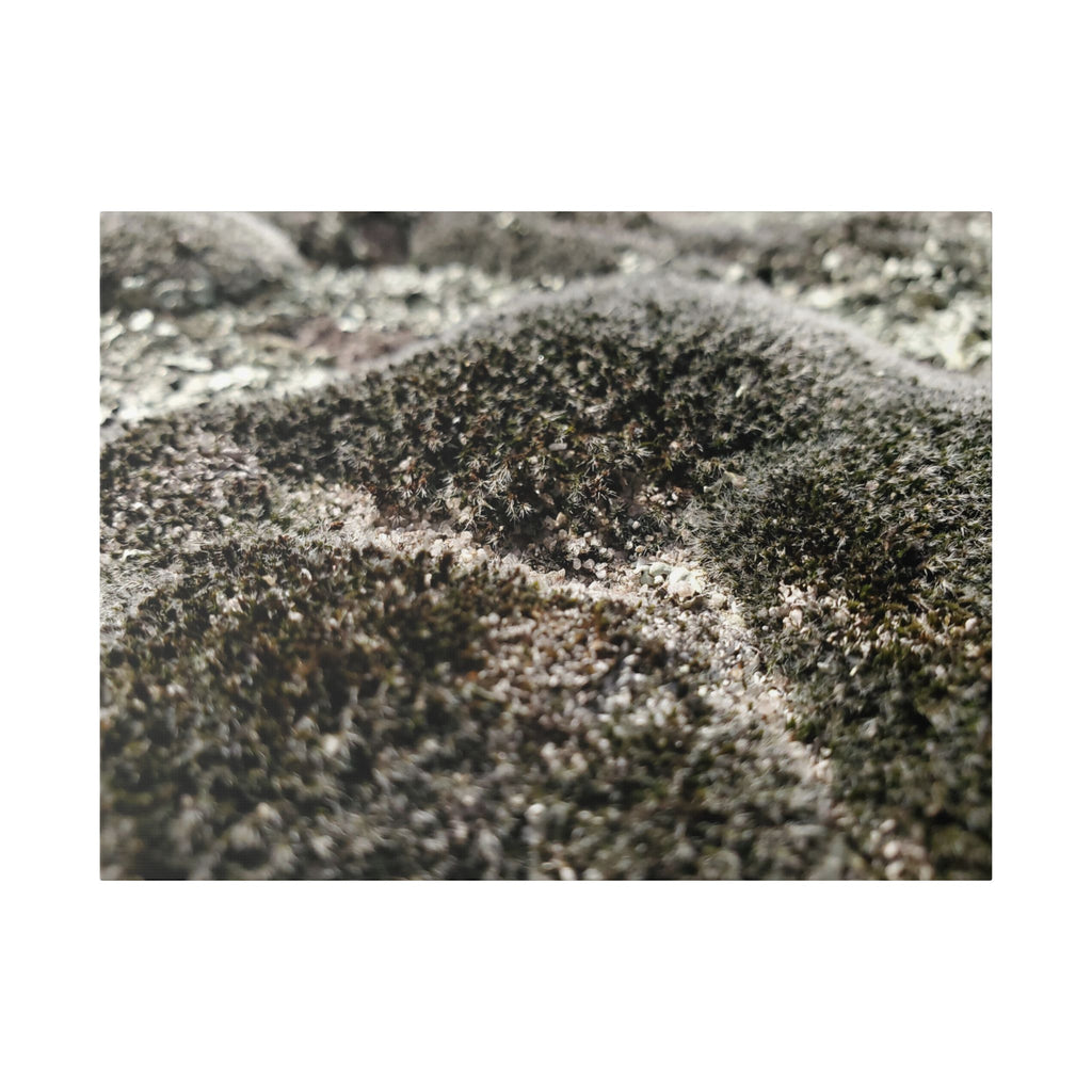 Classic Stretched Canvas - Moss