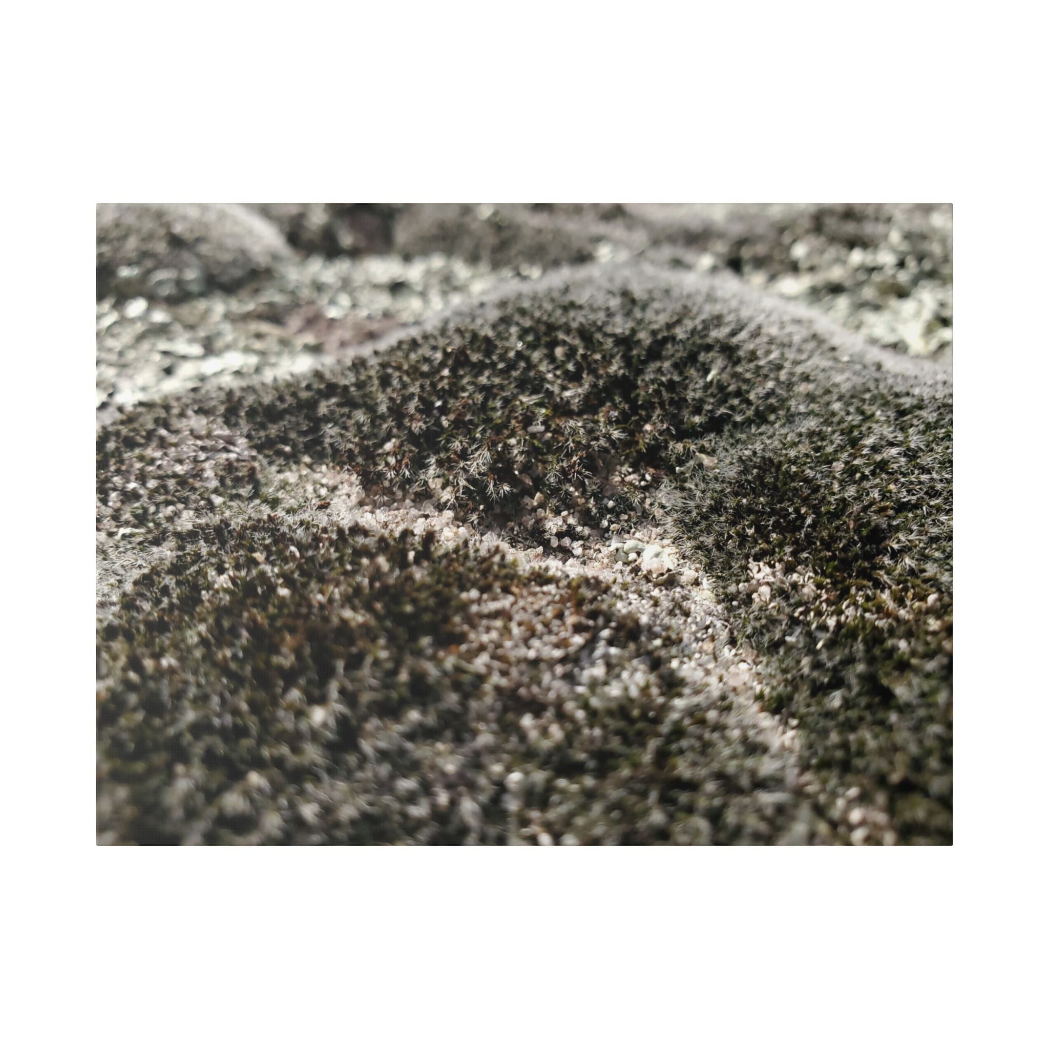 Classic Stretched Canvas - Moss