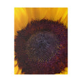 Classic Stretched Canvas - Sunflower