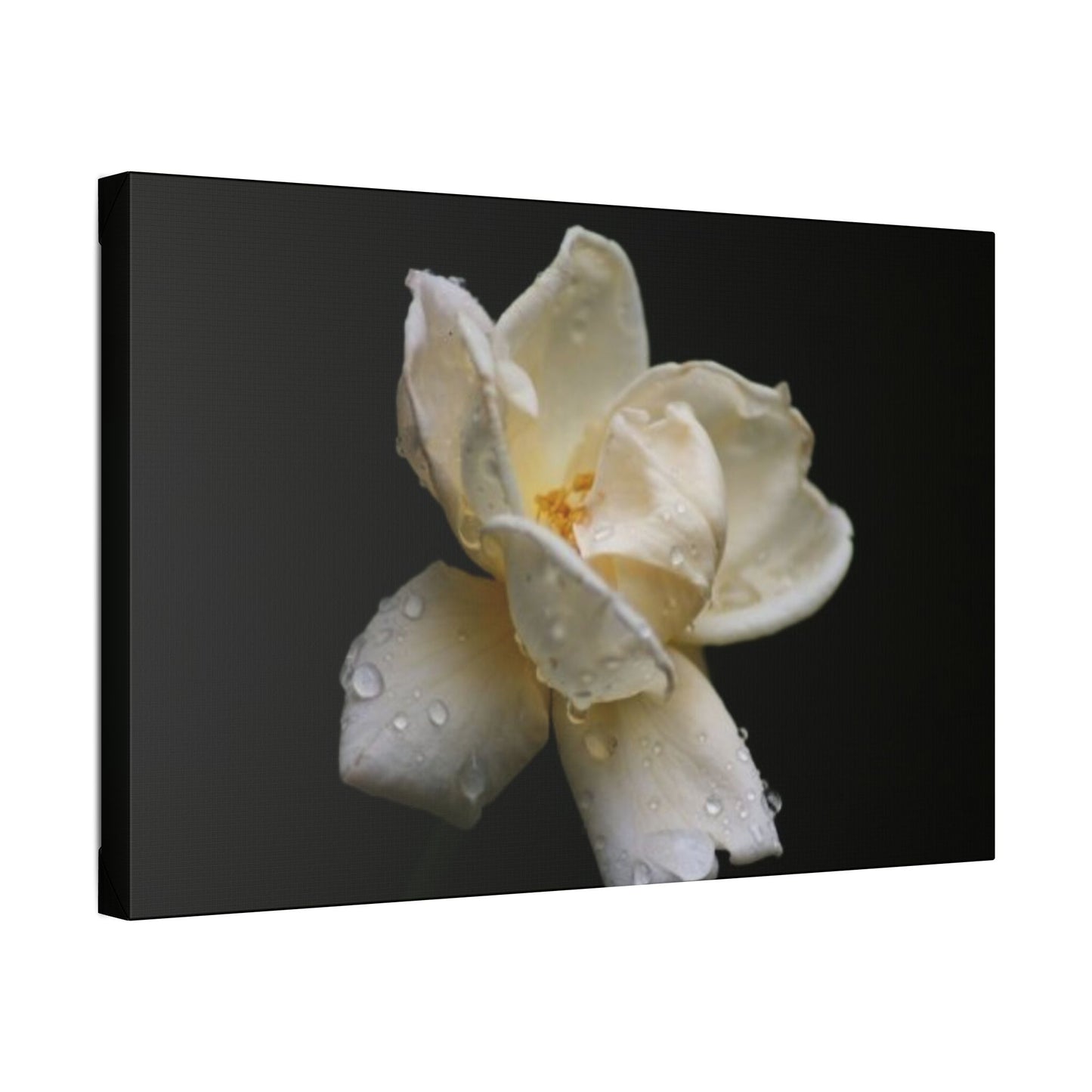 Classic Stretched Canvas - Gardenia