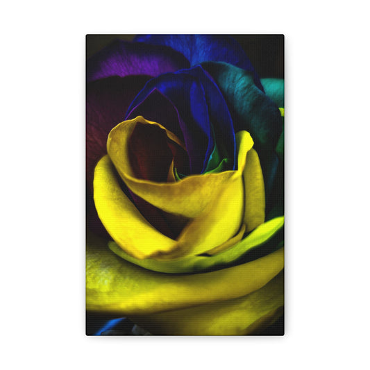 Classic Canvas - Rainbow Rose