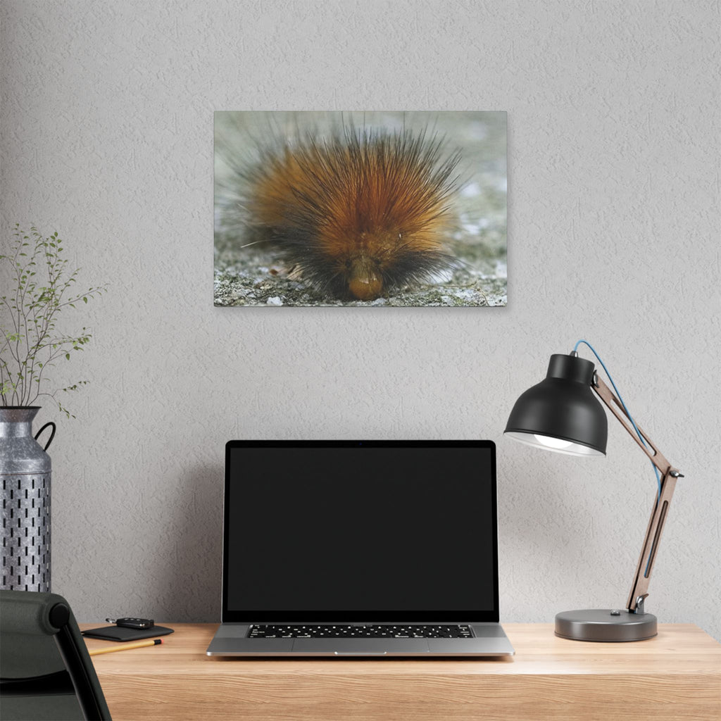 Classic Stretched Canvas - Platypillar