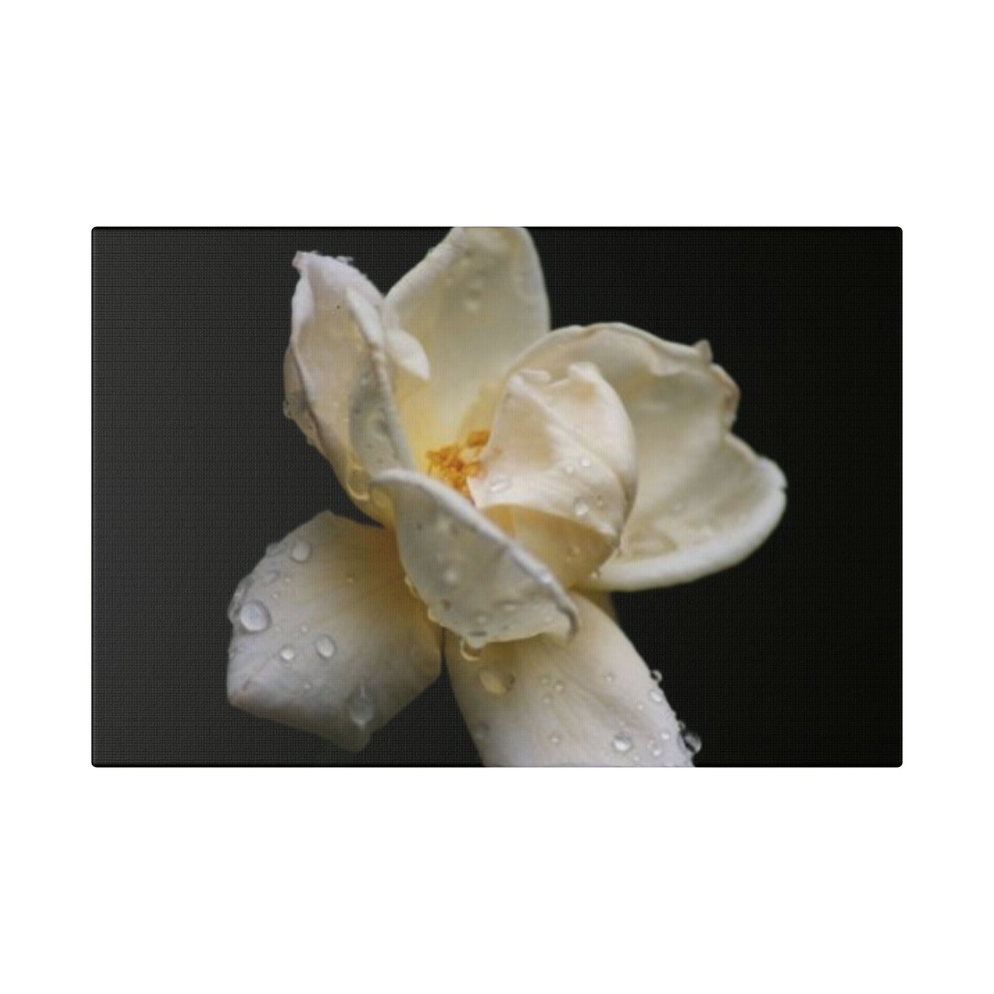 Classic Stretched Canvas - Gardenia