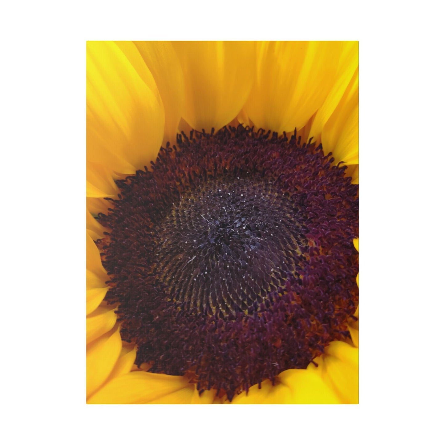 Classic Stretched Canvas - Sunflower