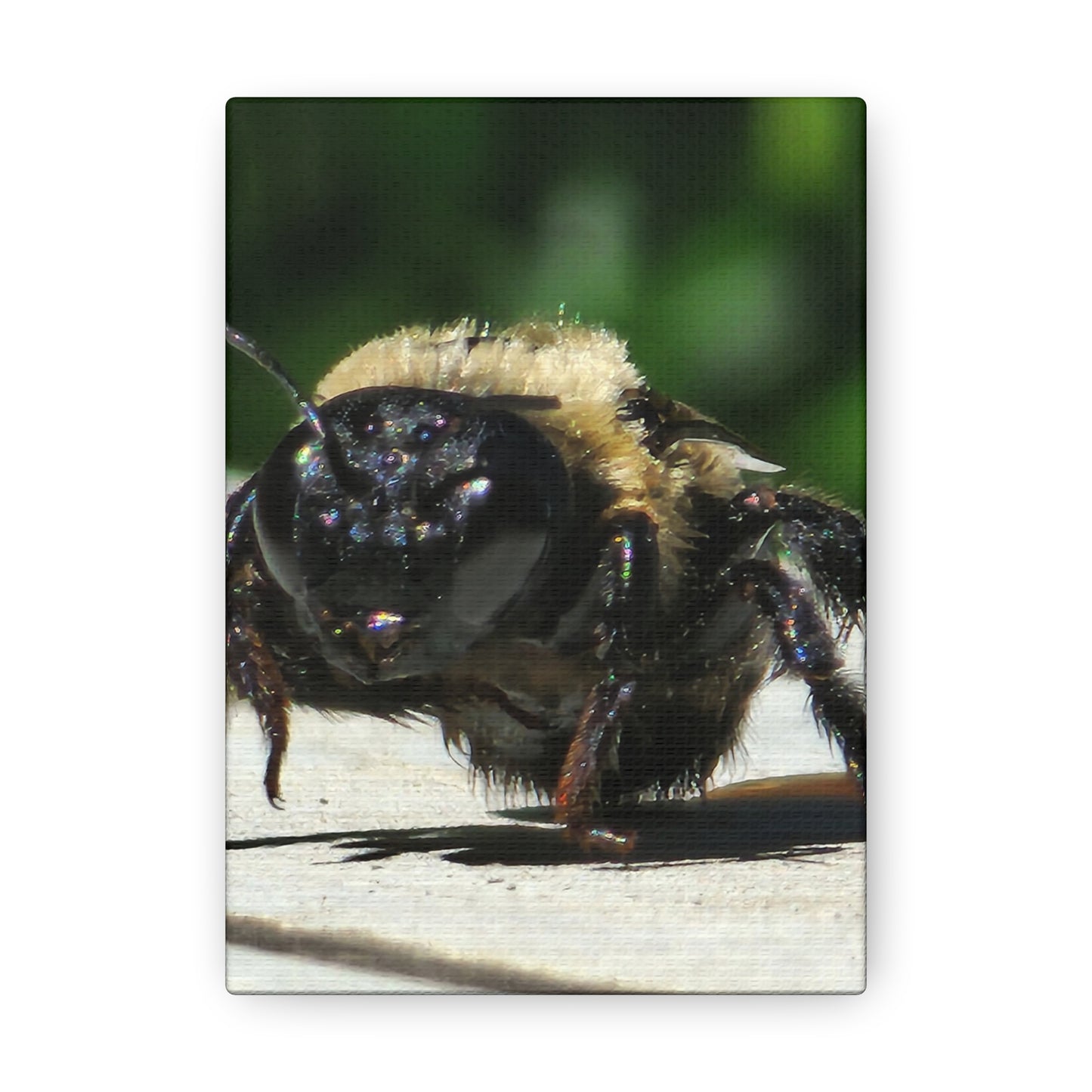 Canvas Gallery Wraps - Bee