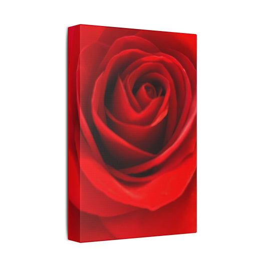 Classic Stretched Canvas - Rose