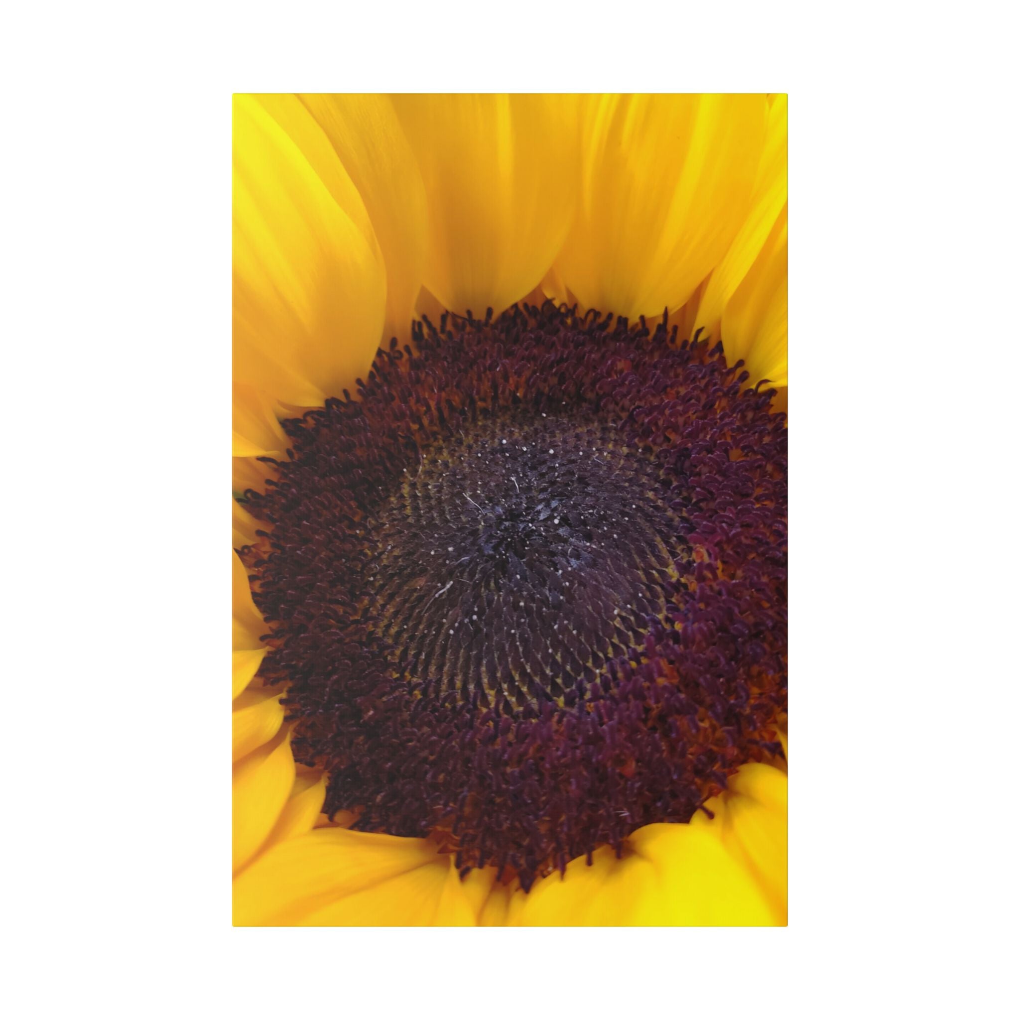 Classic Stretched Canvas - Sunflower