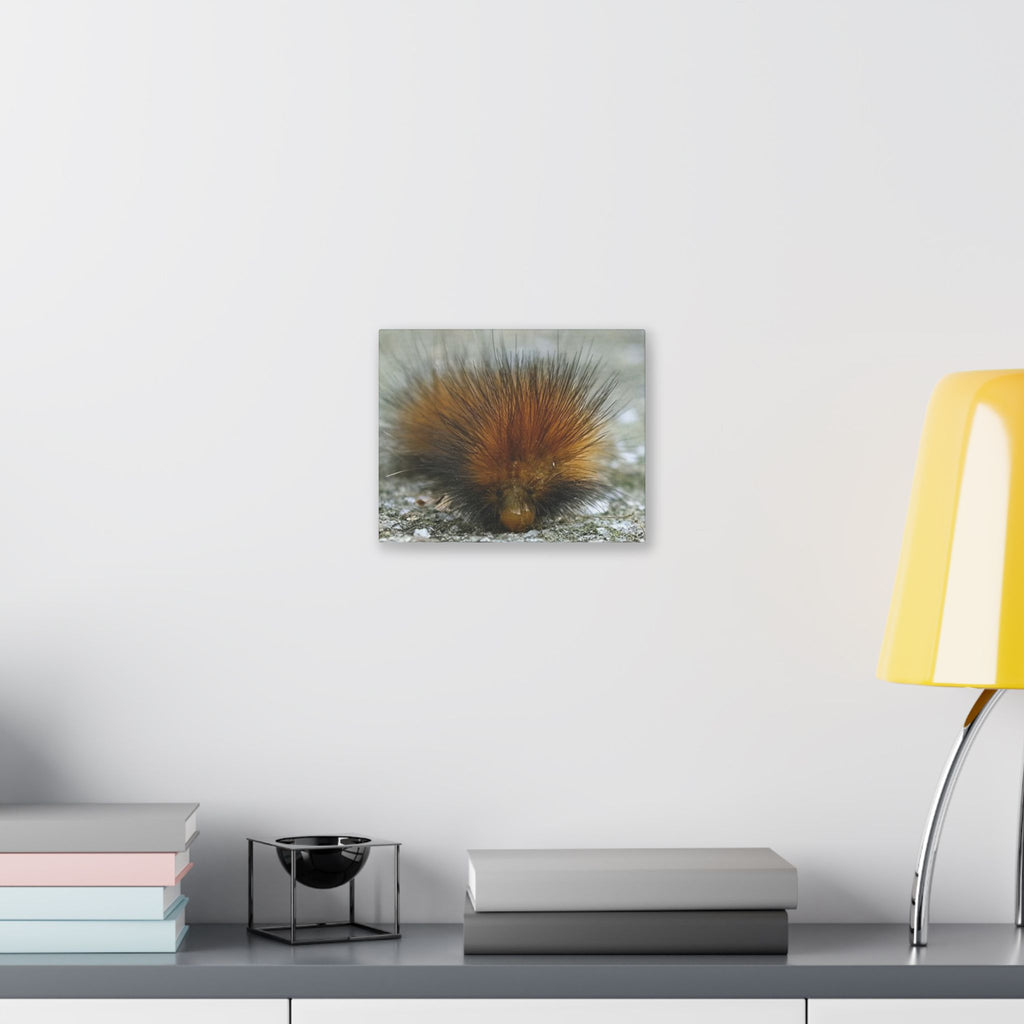 Classic Stretched Canvas - Platypillar