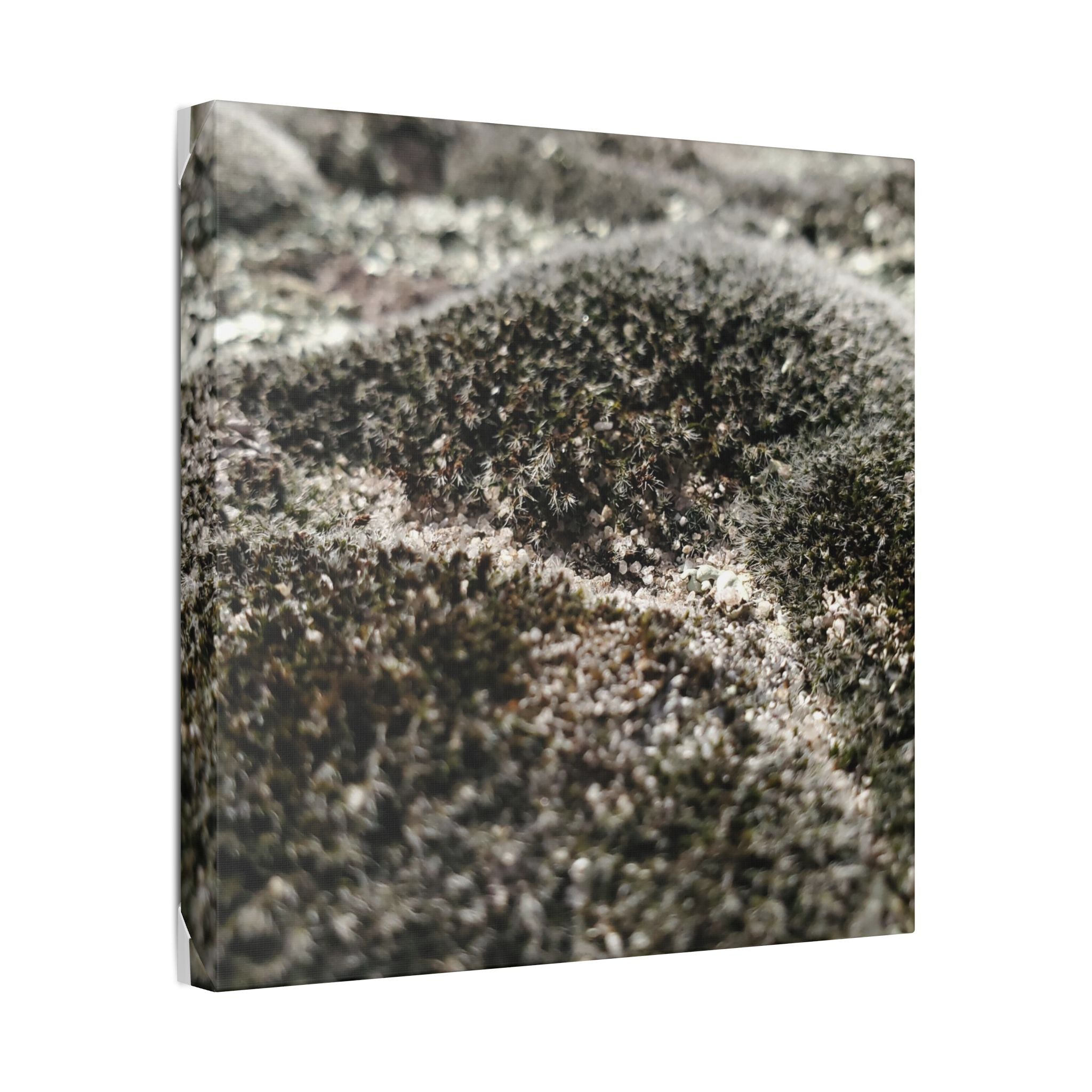 Classic Stretched Canvas - Moss
