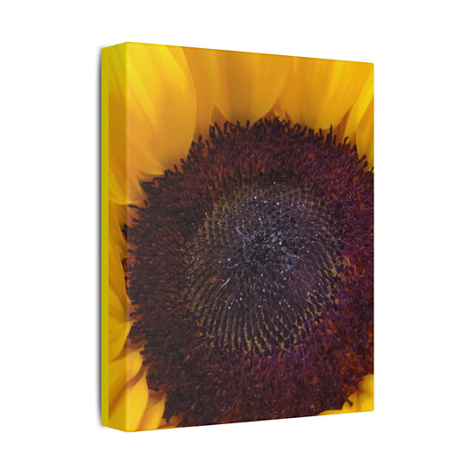 Classic Stretched Canvas - Sunflower