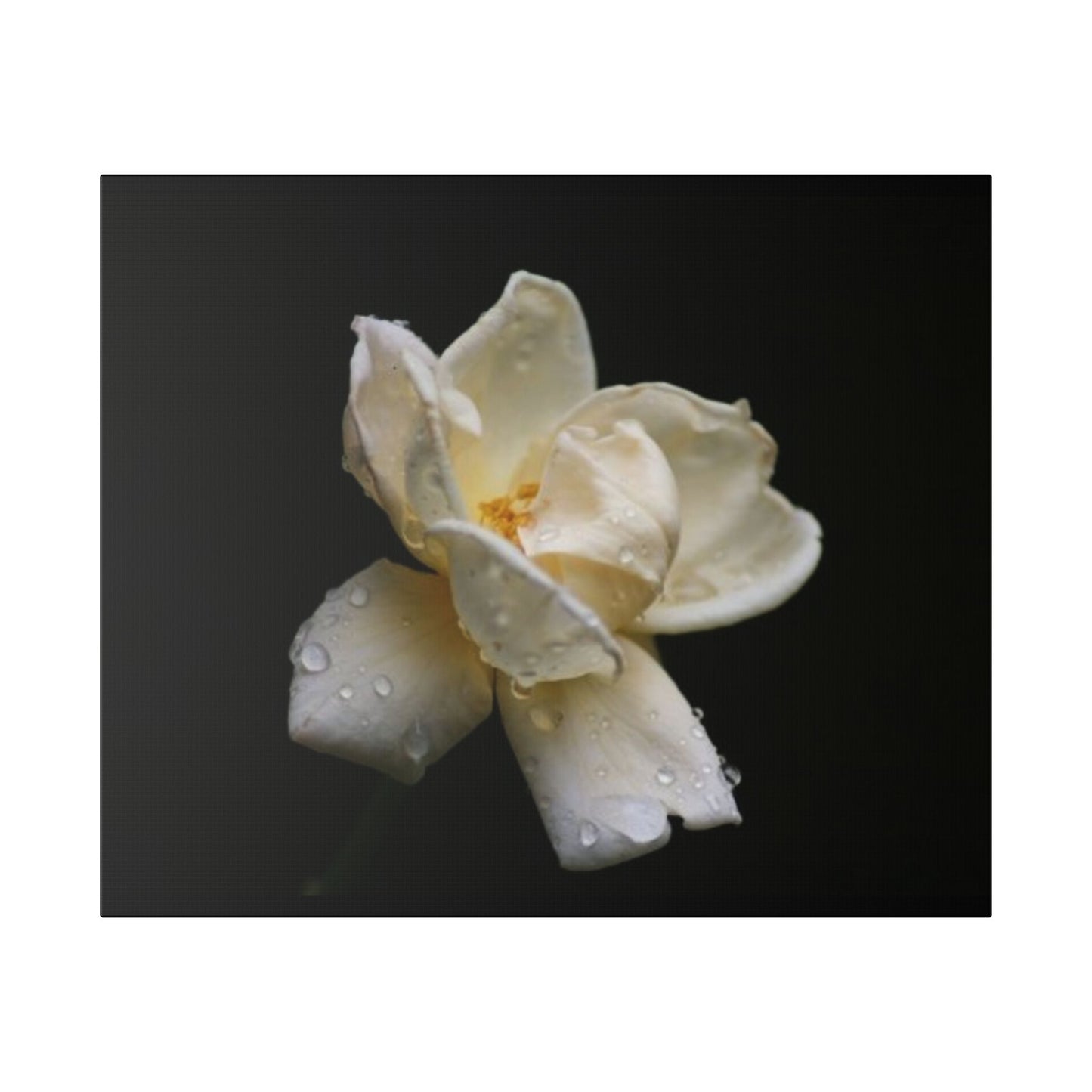 Classic Stretched Canvas - Gardenia