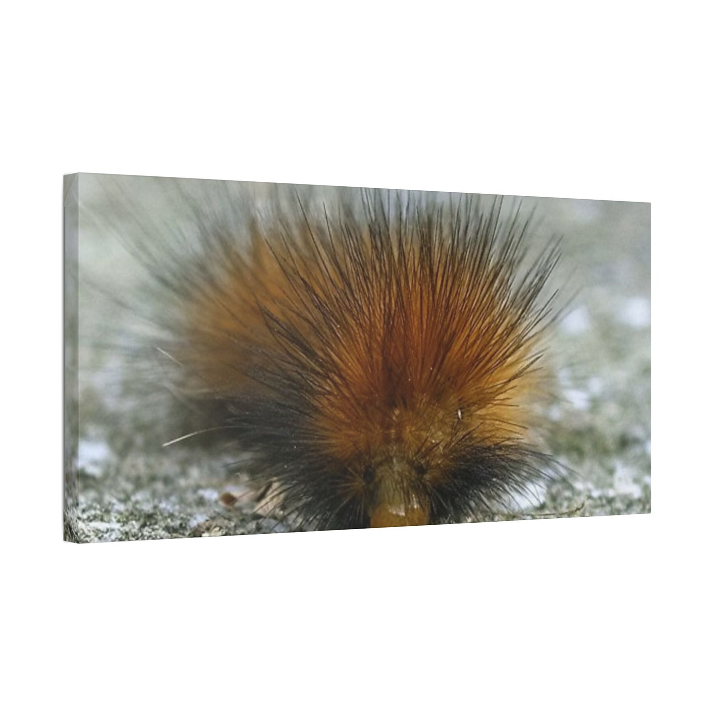 Classic Stretched Canvas - Platypillar