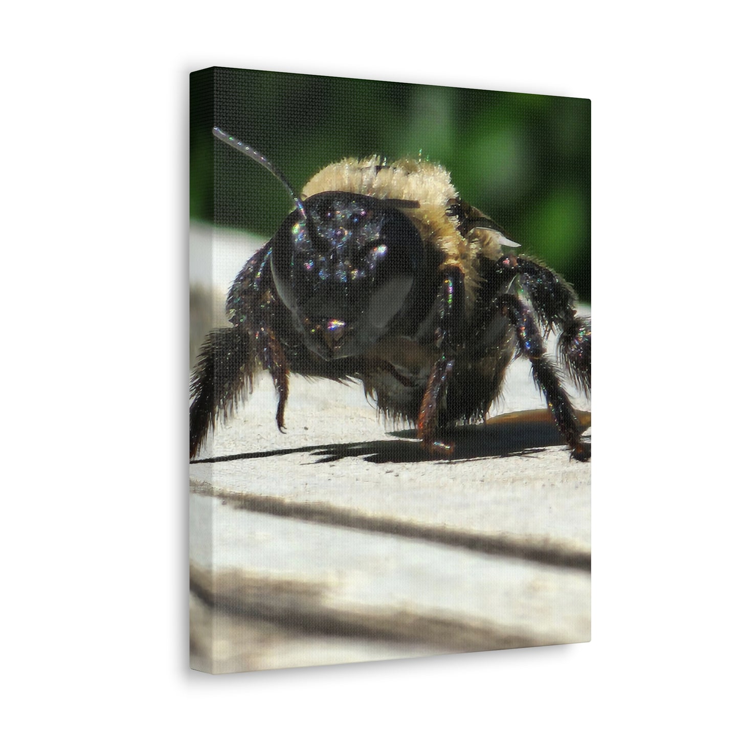 Canvas Gallery Wraps - Bee