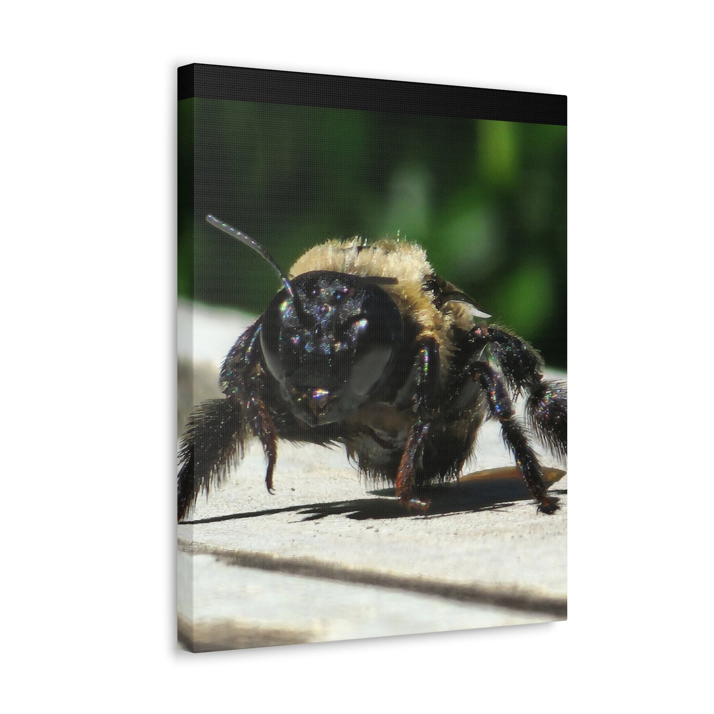 Canvas Gallery Wraps - Bee