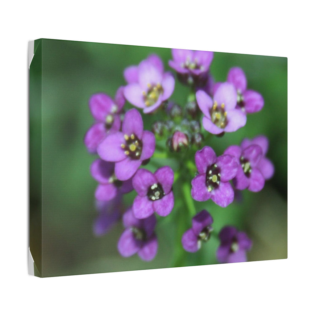 Classic Stretched Canvas