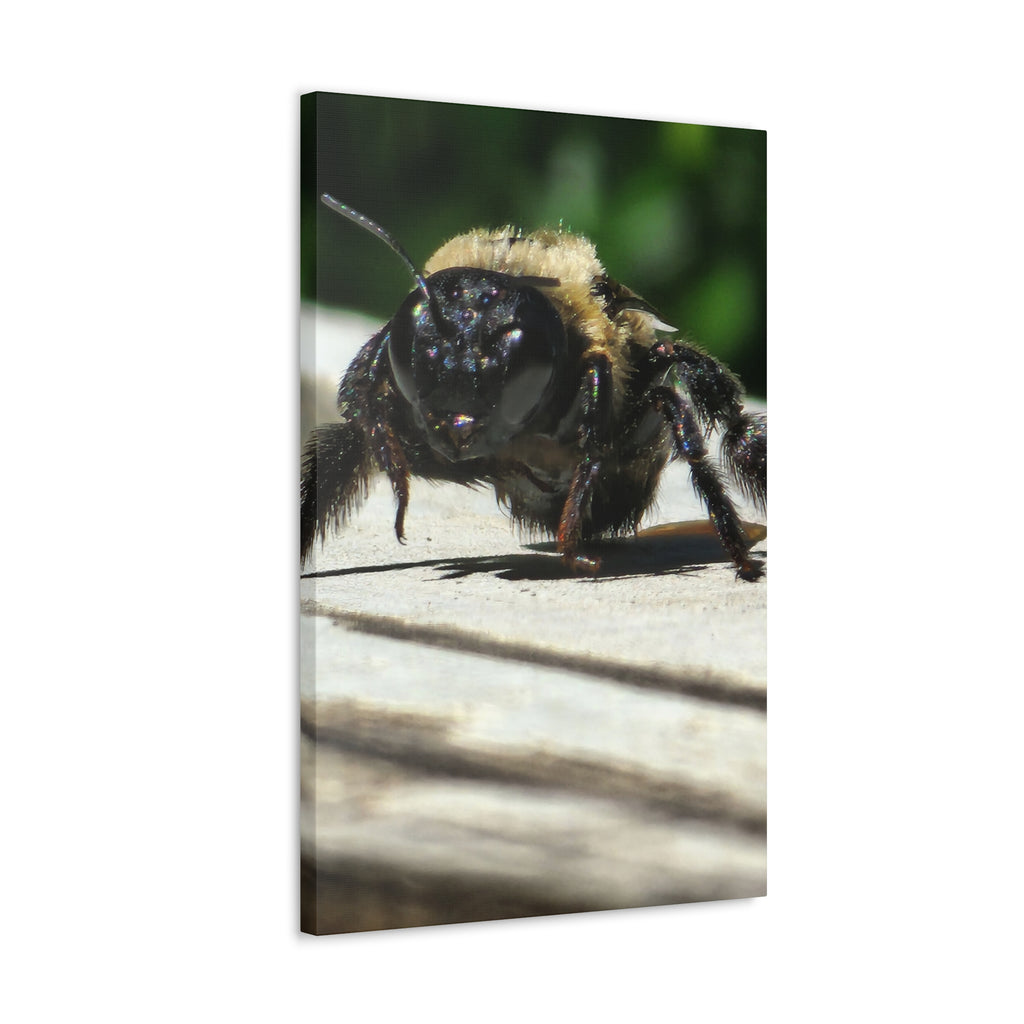 Canvas Gallery Wraps - Bee