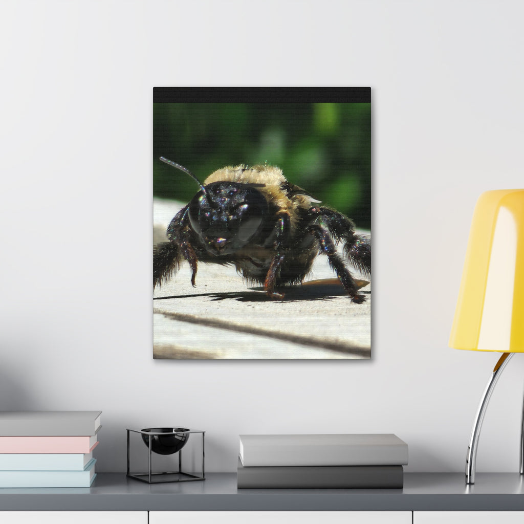Canvas Gallery Wraps - Bee