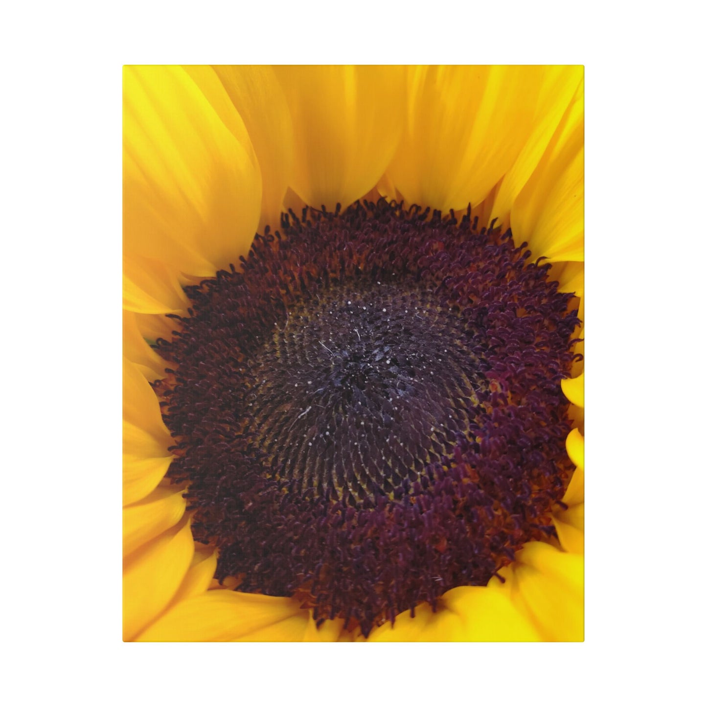 Classic Stretched Canvas - Sunflower