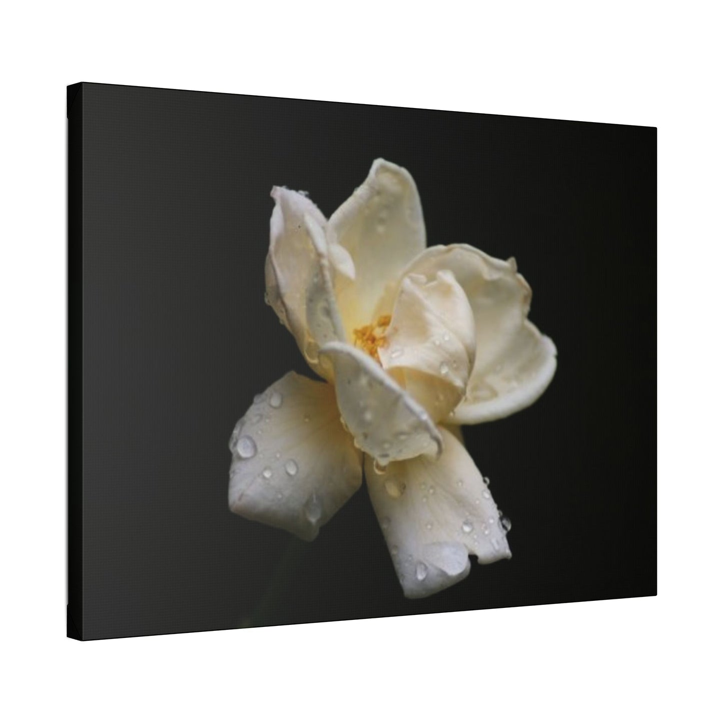 Classic Stretched Canvas - Gardenia