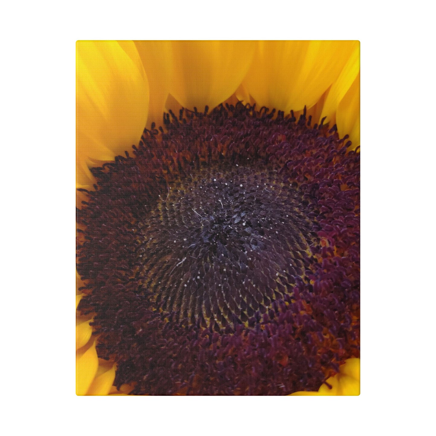 Classic Stretched Canvas - Sunflower