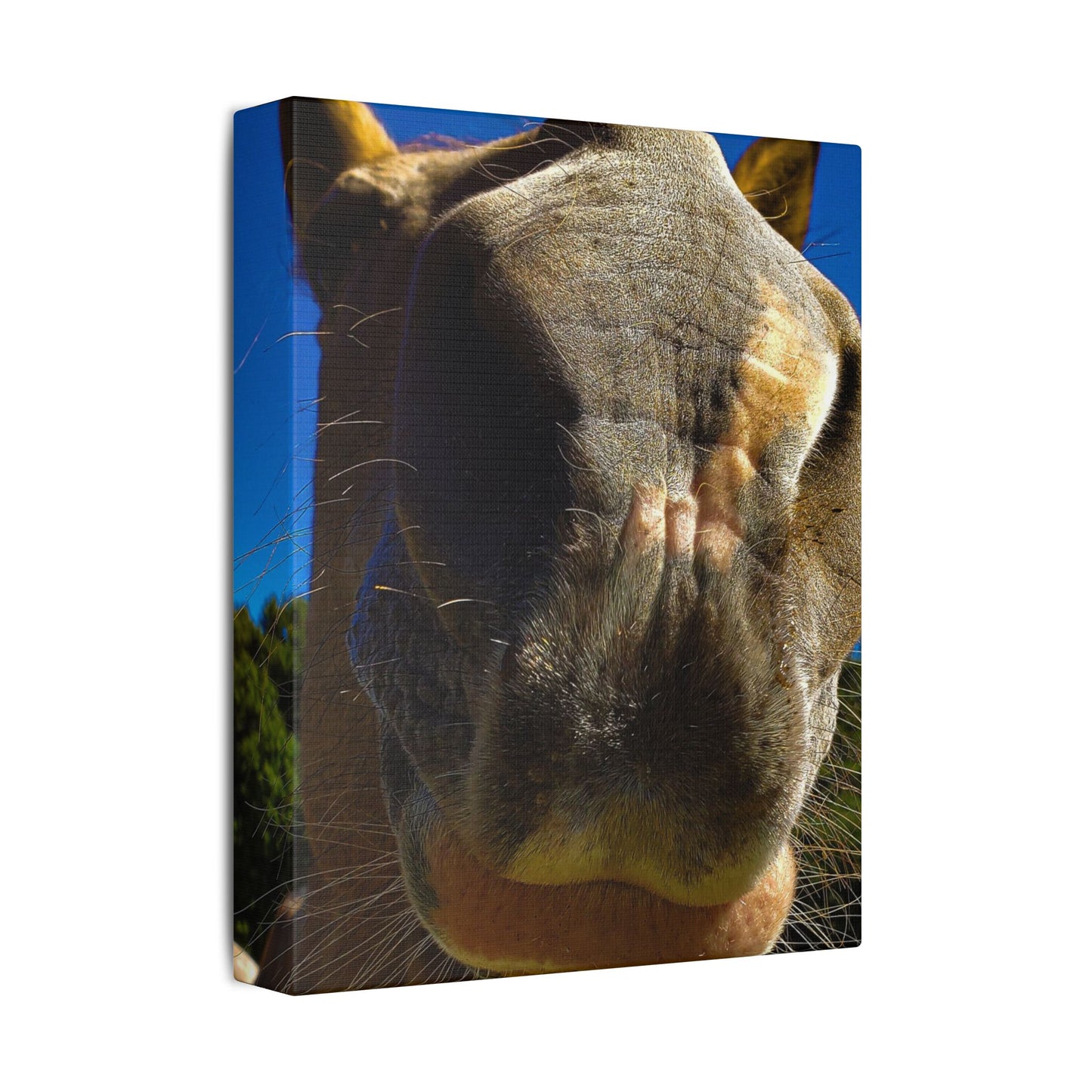 Classic Stretched Canvas - Its A Horse Of Course
