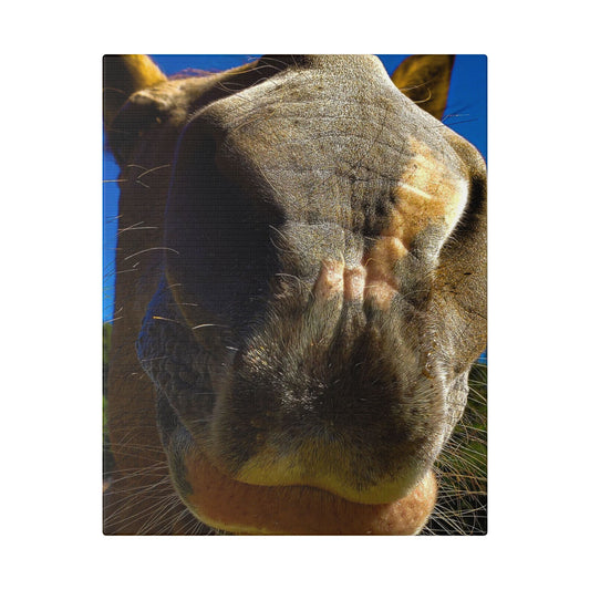 Classic Stretched Canvas - Its A Horse Of Course
