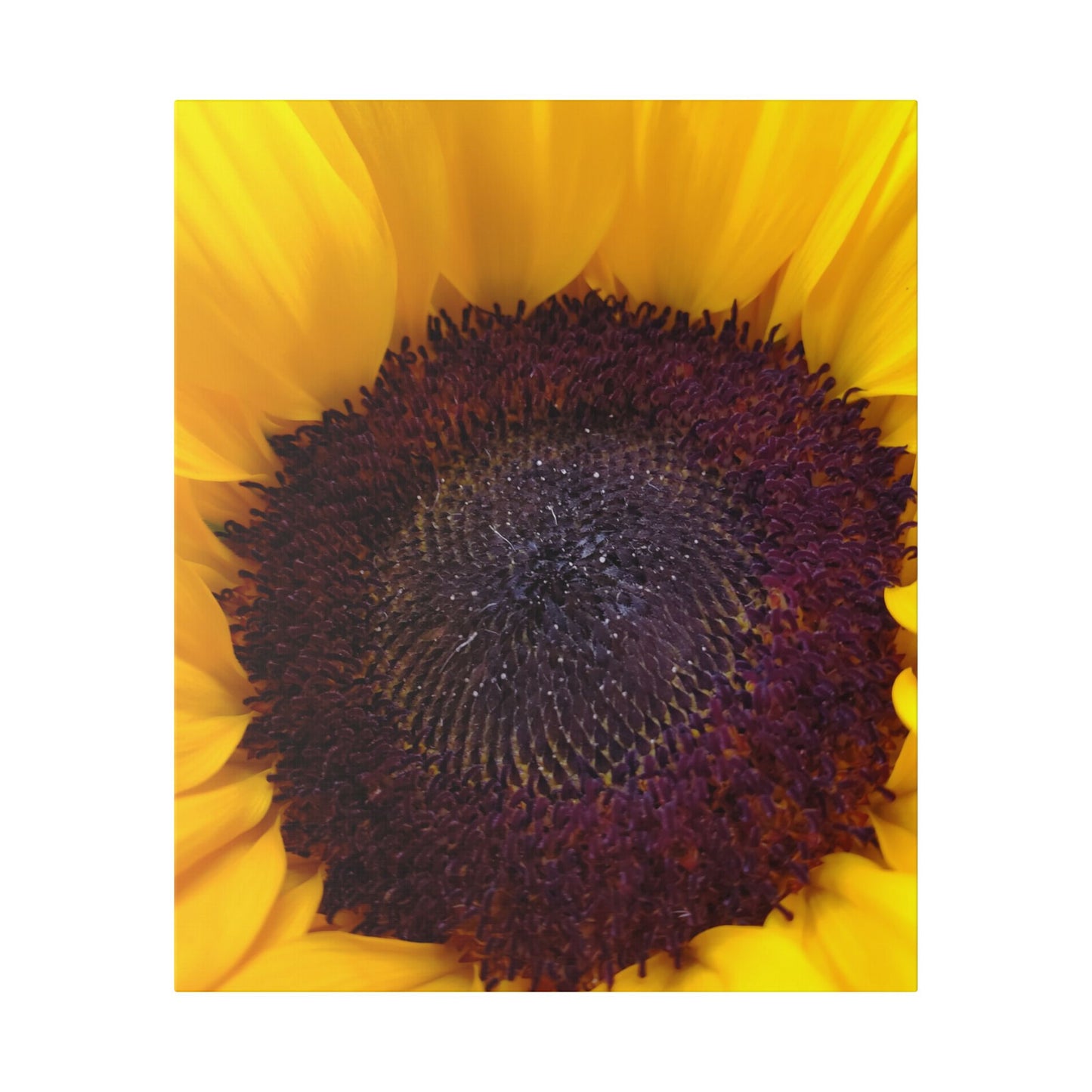 Classic Stretched Canvas - Sunflower