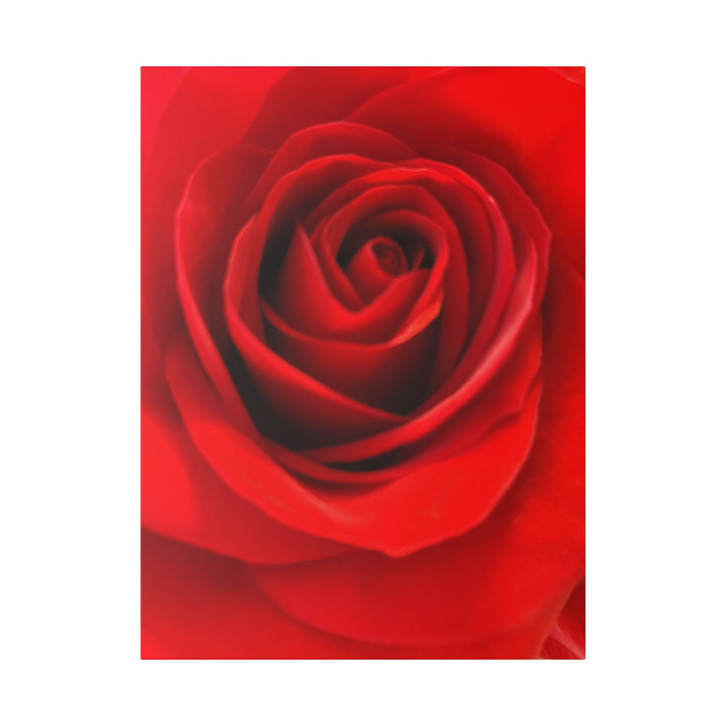 Classic Stretched Canvas - Rose
