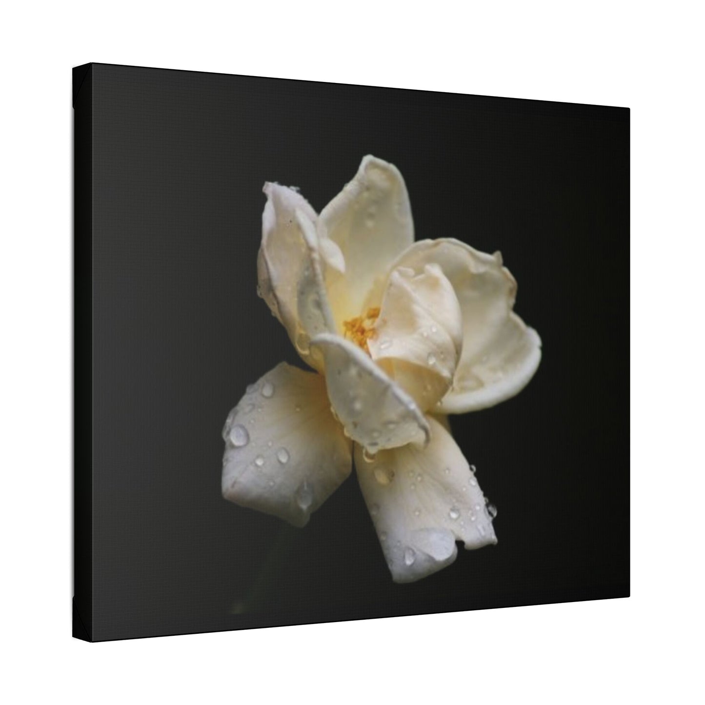 Classic Stretched Canvas - Gardenia