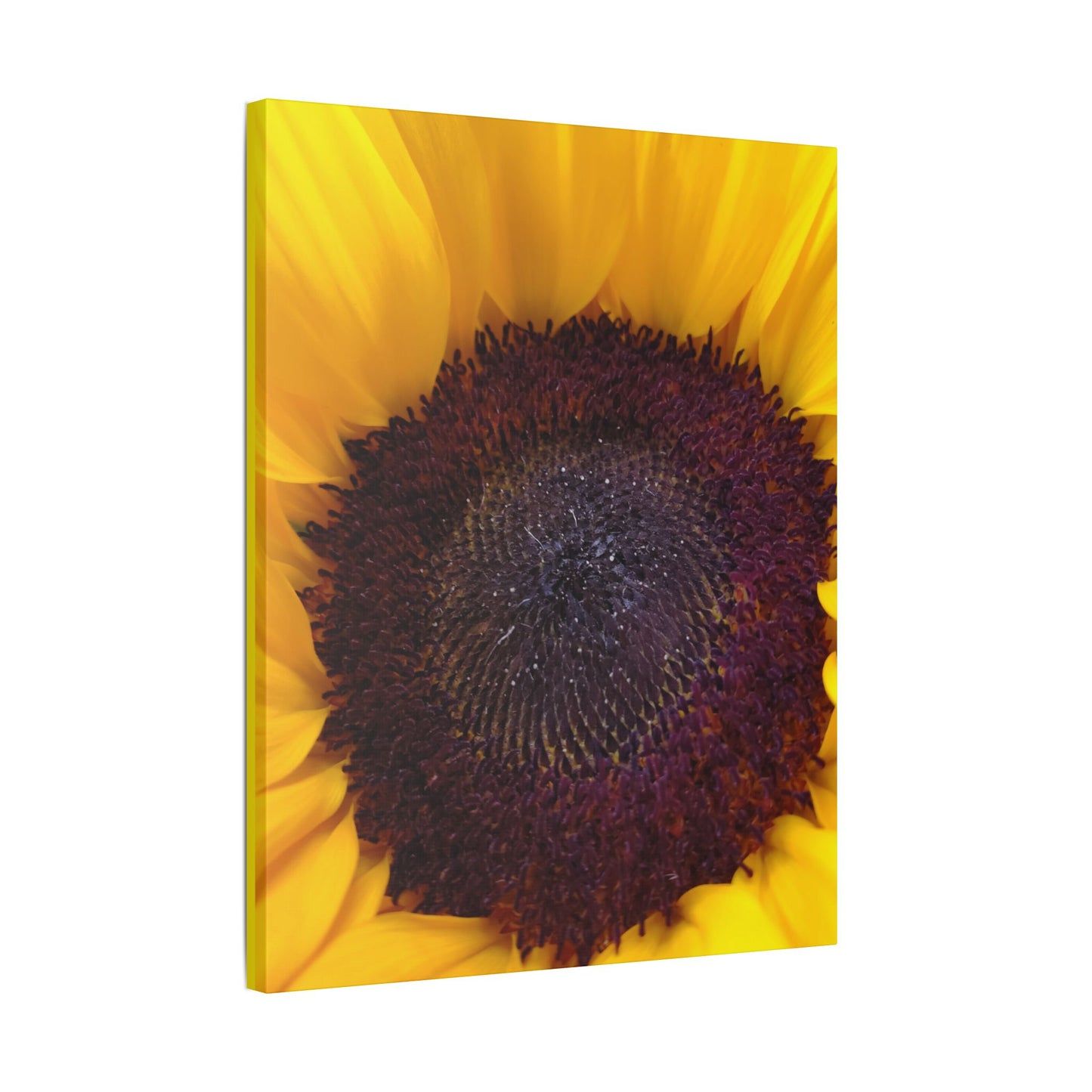 Classic Stretched Canvas - Sunflower